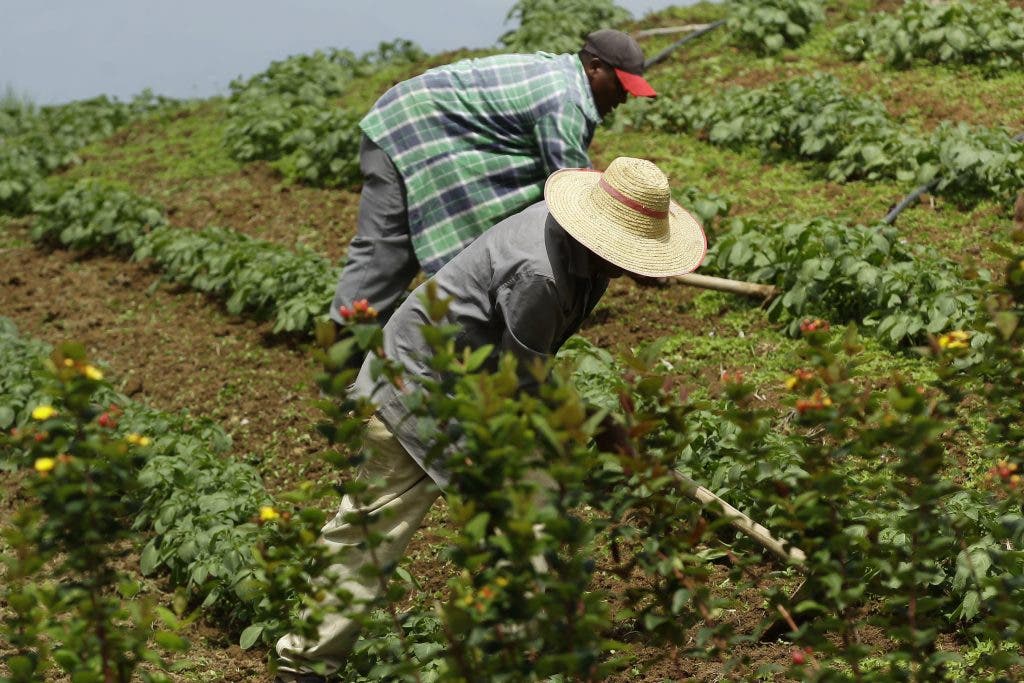 1697732709 399 FAO pide politicas de Estado contra la inseguridad alimentaria en