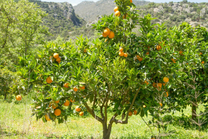 Alertan sobre escasez jugo de naranja ante la sequía que afecta las plantaciones