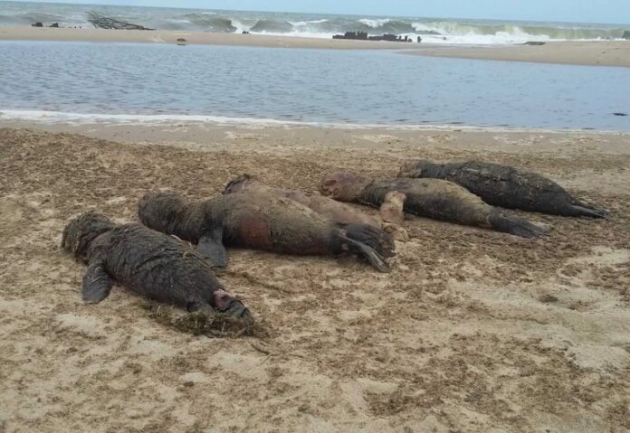 Brasil registra unos 550 lobos marinos muertos por sospecha de gripe aviar en un mes