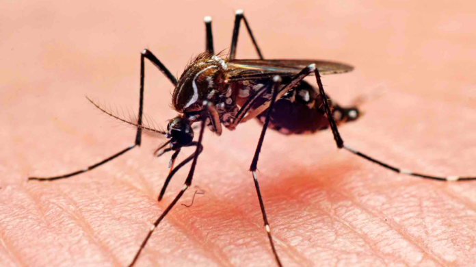 Gobierno crea Gabinete de Acción Contra el Dengue para combatir la enfermedad
