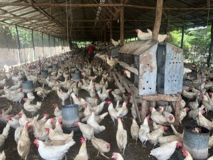 Inicia programa de compra de gallinas ponedoras a productores afectados por cierre frontera RD-HAITI