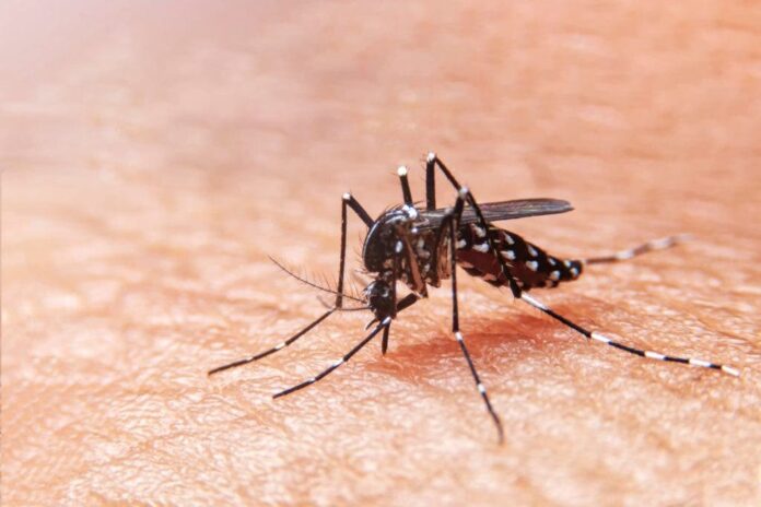 Llaman a interpelar a funcionarios de salud en el Congreso Nacional por casos de dengue