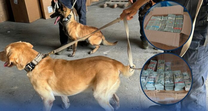 Unidad canina de Aduanas decomisa más de 240 mil dólares y varias armas de fuego