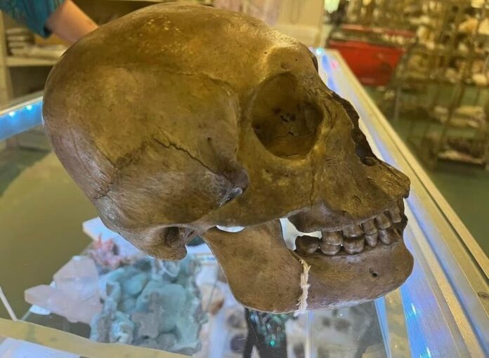 Antropólogo descubre cráneo humano en sección de Halloween en tienda de Florida