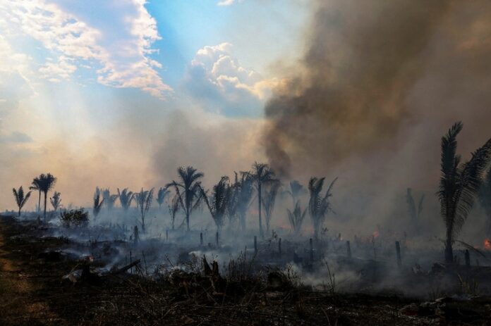 Cae en un 22,3 % la deforestación en la Amazonía brasileña en el último año