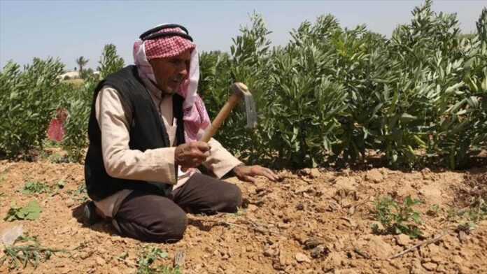 ¿Quién cultiva los campos israelíes sin los palestinos?