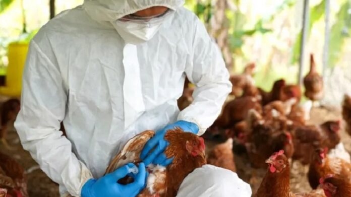 Ecuador activa protocolo de vigilancia por gripe aviar