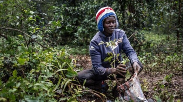 Kenia declaró un día feriado nacional para plantar 100 millones de árboles