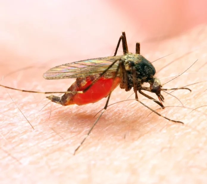 OMS dice muertes por malaria disminuyeron en América Latina en un 60 %