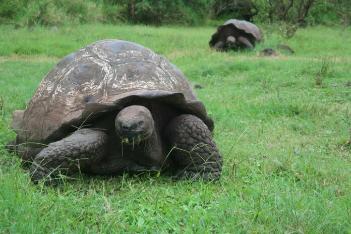 Plástico afecta tortugas gigantes de isla más poblada en las Galápagos