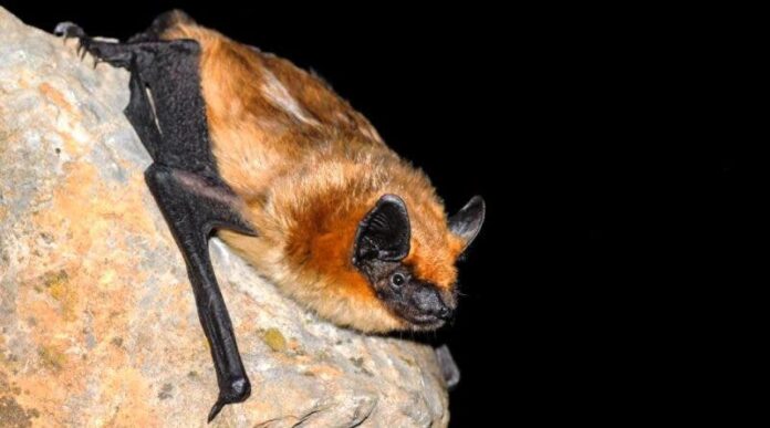 Un murciélago serotino, primer mamífero que se aparea sin penetración