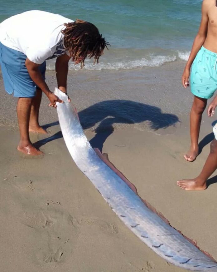 Video: Encuentran “pez remo” en playa Los Coquitos, Monte Cristi