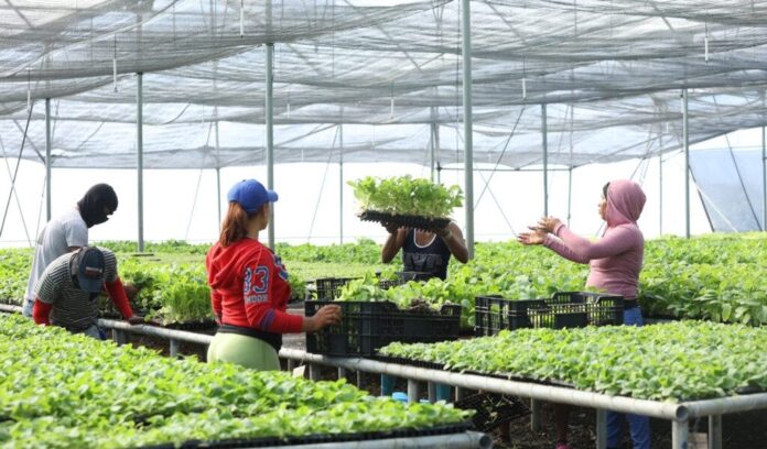 Plan San Juan promueve exportación frutas y vegetales