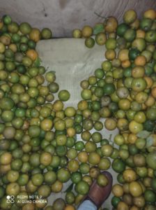 1703700980 867 DNCD y Cesfront ocupan 386 libras de marihuana en Elias