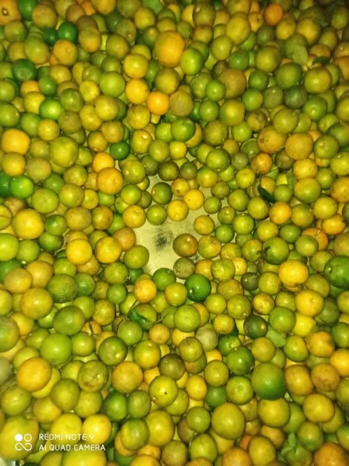 Llevaban 368 libras de marihuana escondidas en sacos de naranjas y limones