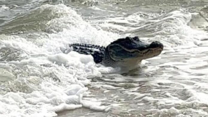 Alertan de la presencia de cocodrilos en playas de México