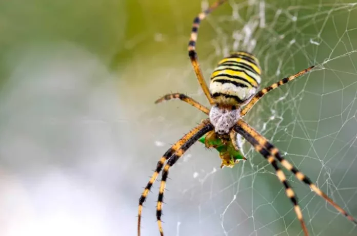 Descubren en Ecuador ocho nuevas especies de arañas andinas tropicales
