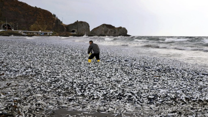 Miles de peces aparecen muertos en una playa de la isla de Hokkaido en Japón