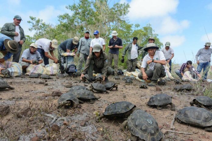 Tortugas gigantes criadas en cautiverio son liberadas en las Islas Galápagos