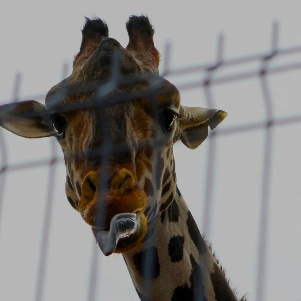 1706035989 68 Triunfo de los animalistas jirafa Benito es trasladada a zoologico