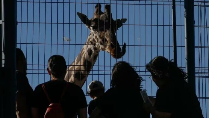 Triunfo de los animalistas: jirafa Benito es trasladada a zoológico