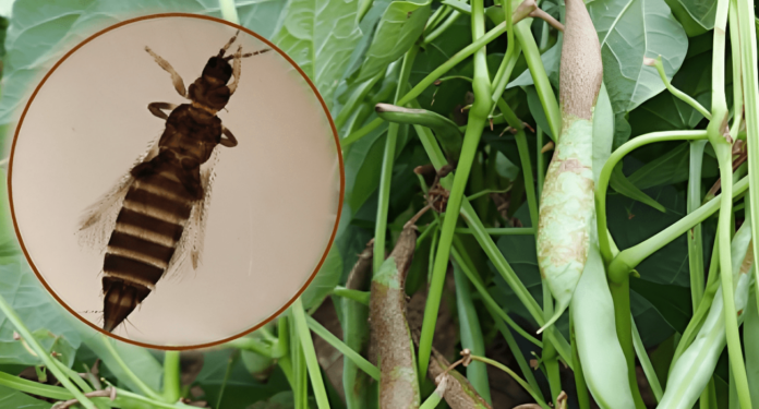 Agricultura dice que enfrenta insecto que destruye las plantaciones de habichuelas