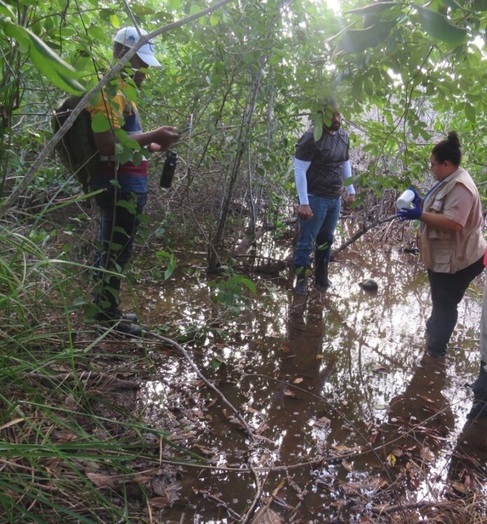 Autoridades evalúan los daños en el mangle rojo del humedal Estillero, en Las Terrenas