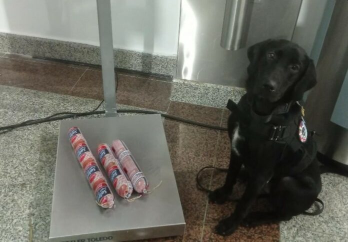 Bowie; el canino de la embajada americana que detecta productos porcinos en aeropuertos