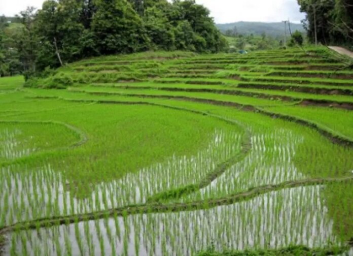 Intoxicaciones por mal uso de químicos, una historia repetida