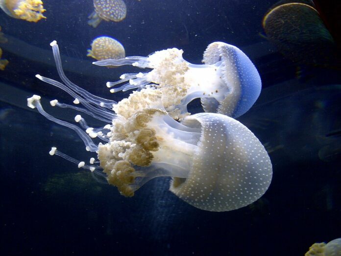 Las medusas pueden picar aún después de muertas