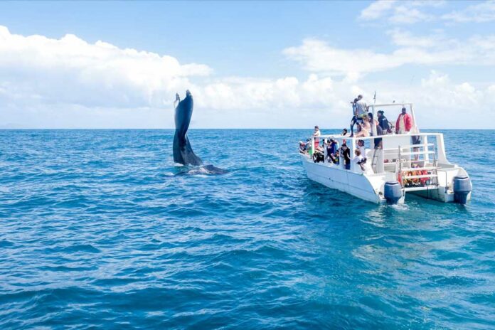 Más 65 mil personas observan las ballenas jorobadas en 2023