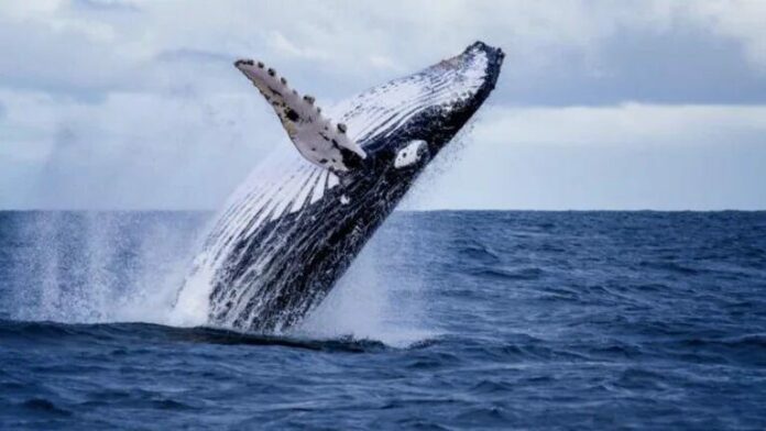 Medio Ambiente realiza taller con dueños de embarcaciones sobre protección de ballenas jorobadas