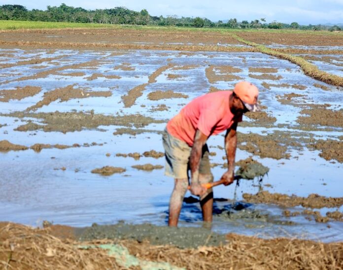 Parceleros exigen apoyo gobierno producir arroz SD