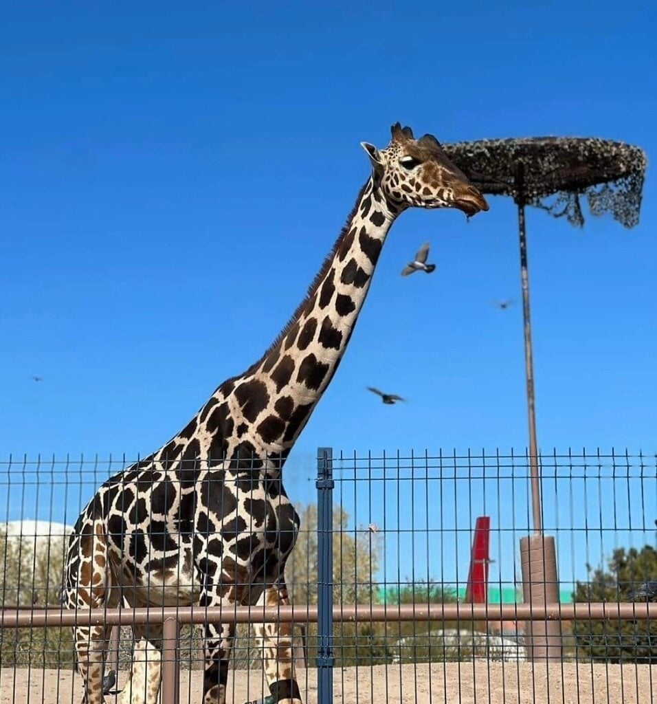 Triunfo de los animalistas jirafa Benito es trasladada a zoologico