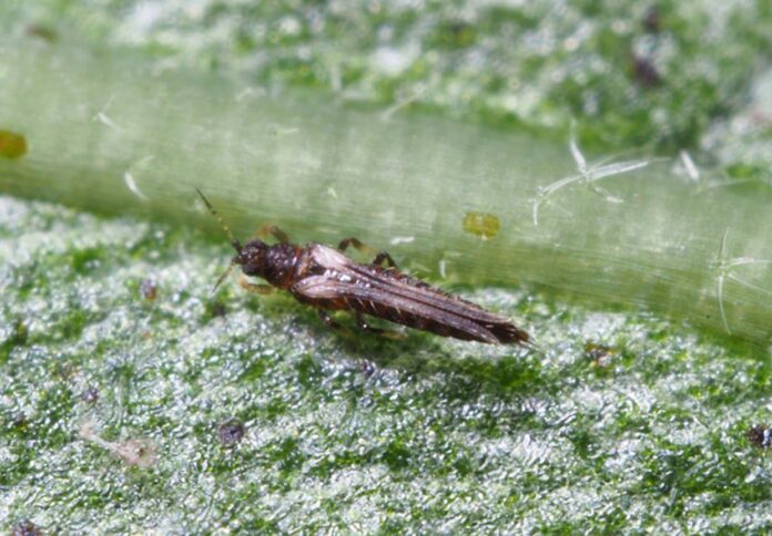 ¿Por qué es prioridad fortalecer el control fitosanitario en el país?