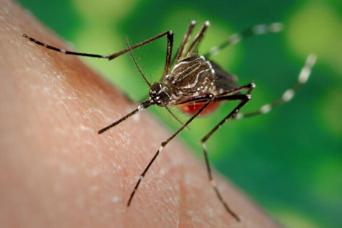 Sigue preocupación por brotes de dengue en Latinoamérica 