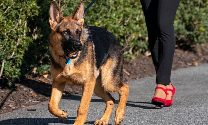 1708636702 51 Commander el perro de los Biden ha mordido a una