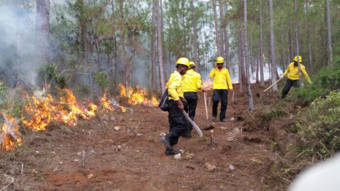 Bomberos atendieron 16 incendios forestales en enero; Medio Ambiente exhorta prevenirlos
