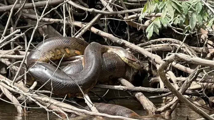 Encuentran nueva especie de serpiente gigante en la selva amazónica