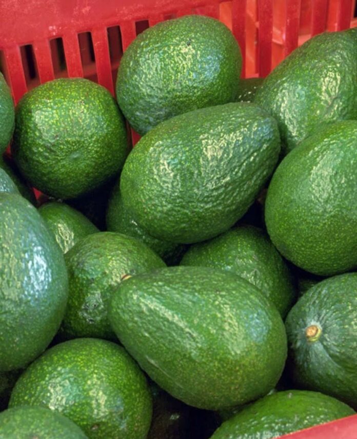 Júbilo y preocupación en el mercado del aguacate