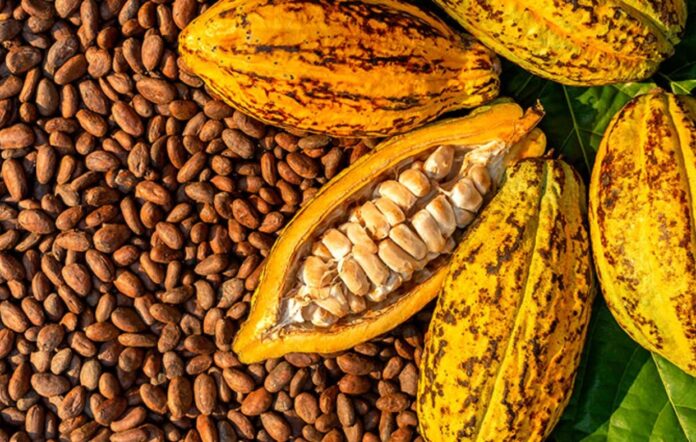 Precios del cacao en rápido ascenso, luego de 45 años