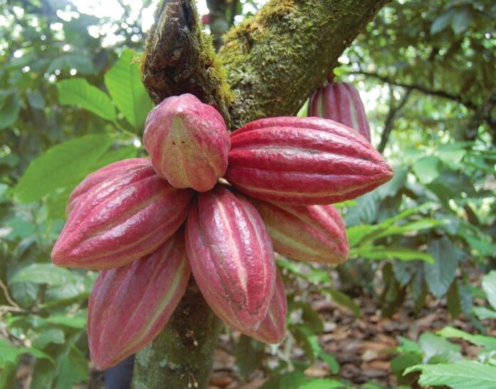 Soplan buenos vientos en el mercado de cacao