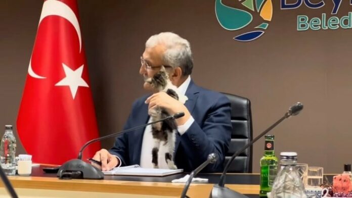 ¡En plena reunión! Gata se cuela y trepa sobre alcalde en Turquía