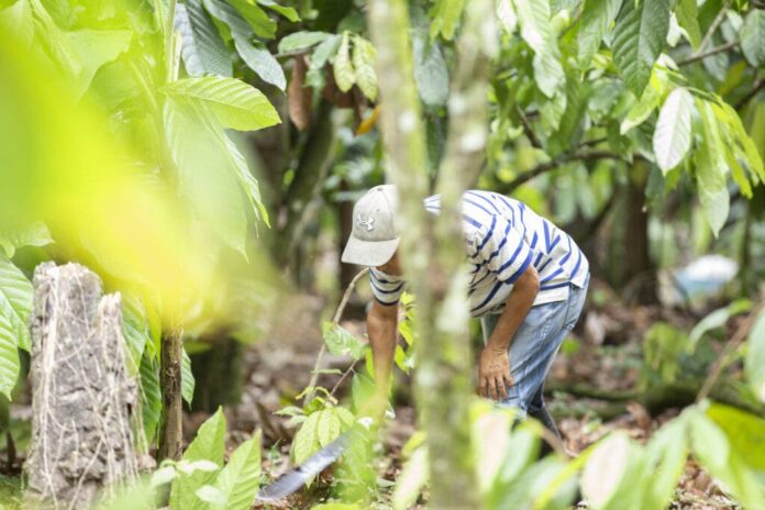 Programa Cocoa Life pone a los productores de cacao dominicano al centro