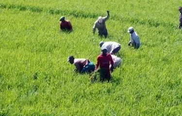 1710710290 541 Ito Bisono gobierno sigue firme en proteccion sector arrocero cuando