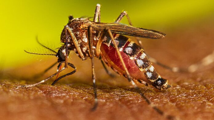 El dengue con altas cifras casos últimos meses Latinoamérica