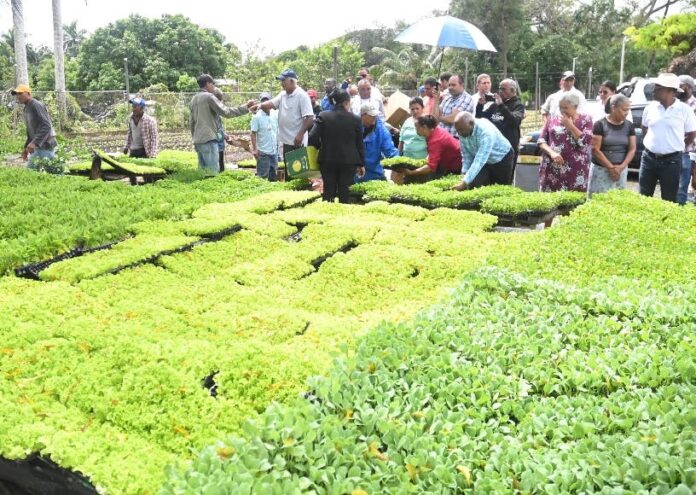 Entregó más de 300 mil plántulas hortalizas en 3 provincias Nordeste