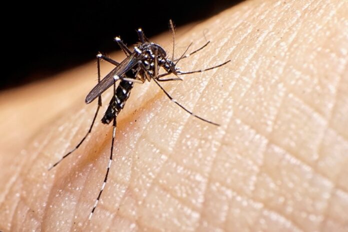 La OPS brindará apoyo al país para aglutinar los esfuerzos de combate al dengue