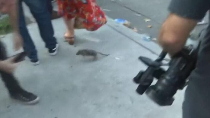 Rata se roba la escena en entrevista en vivo del alcalde Buenos Aires