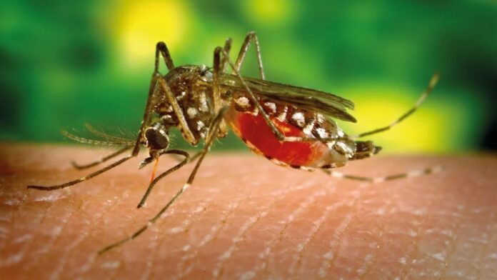 República Dominicana emite nueva alerta epidemiológica por alza de dengue en las Américas